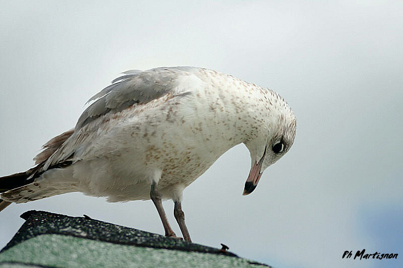 Heermann's Gull, identification