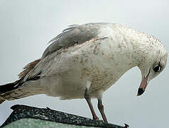 Heermann's Gull