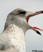 Heermann's Gull