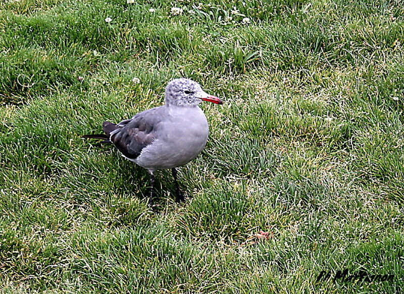 Heermann's Gull