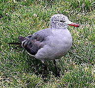 Heermann's Gull