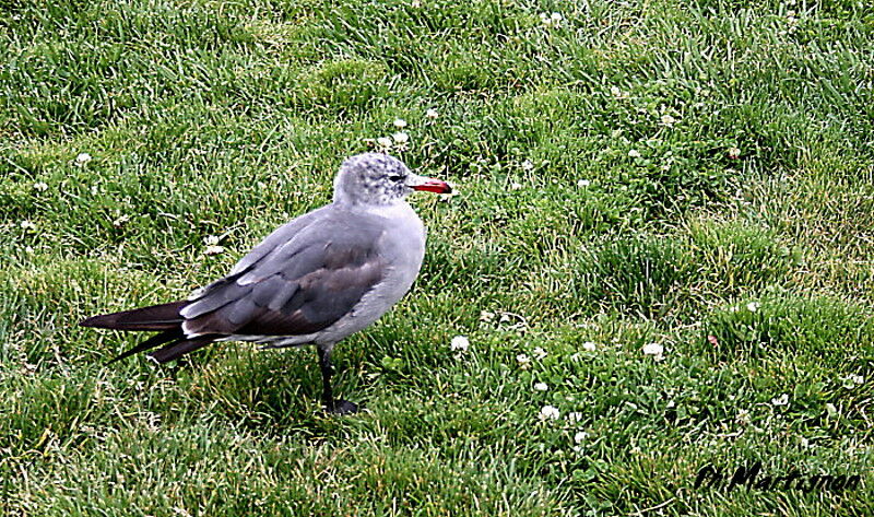 Heermann's Gull