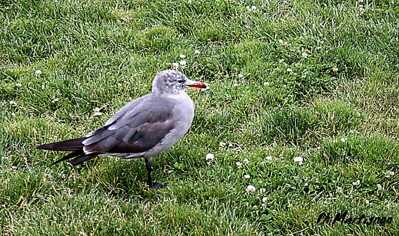 Heermann's Gull