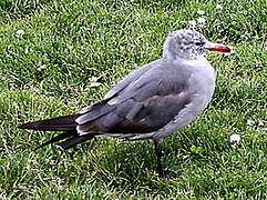 Heermann's Gull