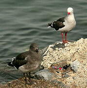 Dolphin Gull