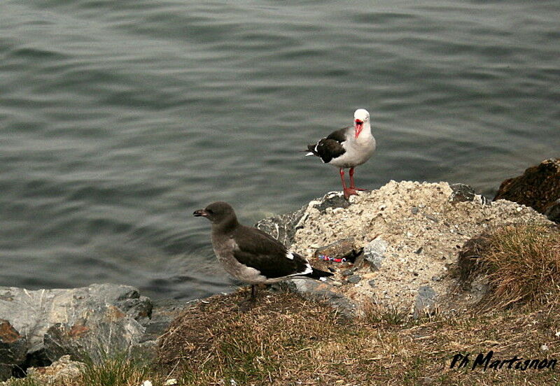 Dolphin Gull