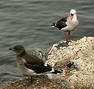 Dolphin Gull