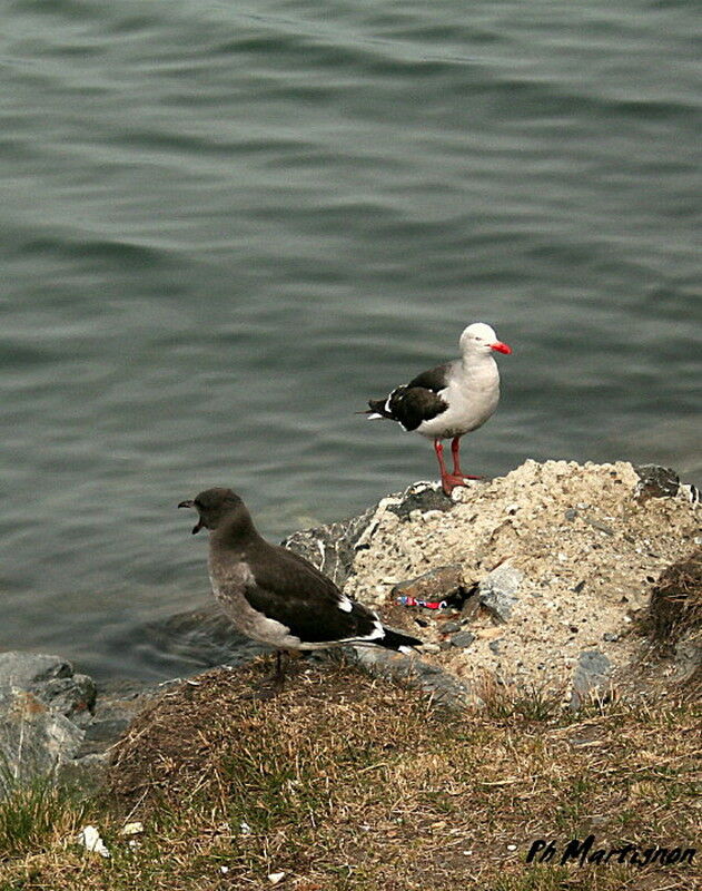 Dolphin Gull