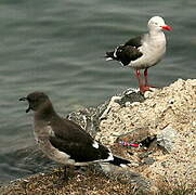 Dolphin Gull