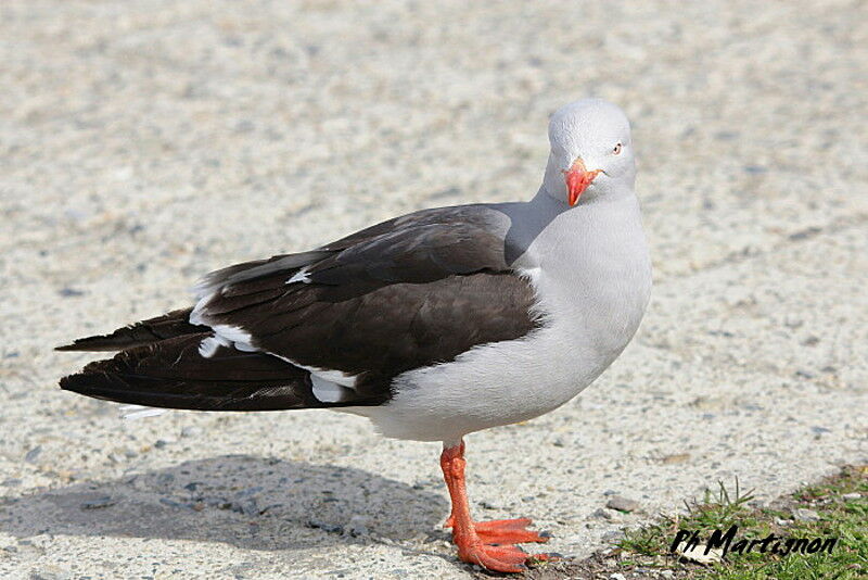 Dolphin Gull