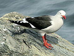 Dolphin Gull