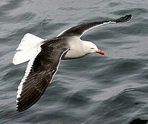 Dolphin Gull