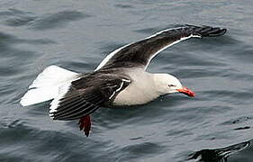 Dolphin Gull