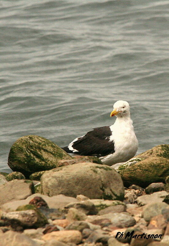 Goéland dominicain