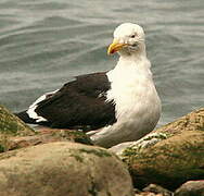 Kelp Gull