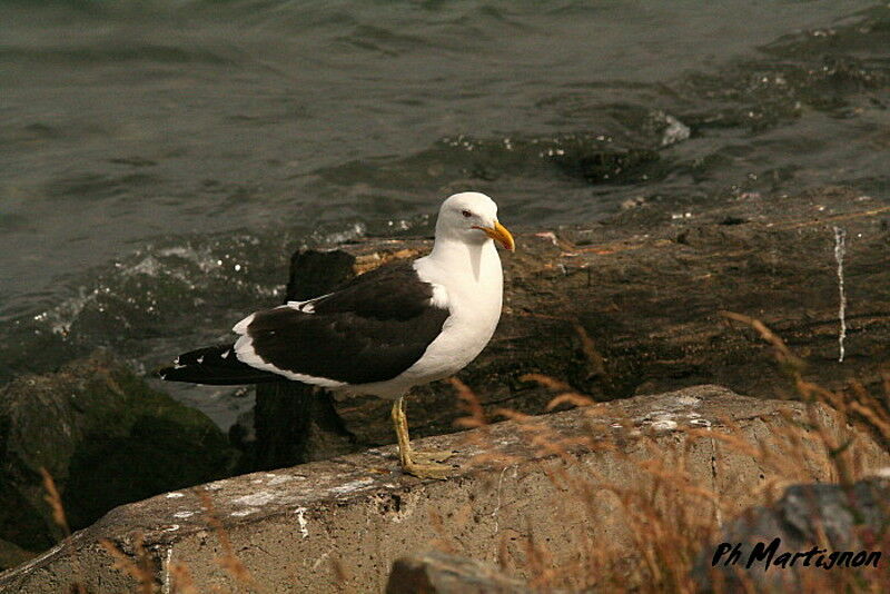 Goéland dominicain