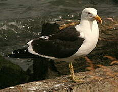 Kelp Gull