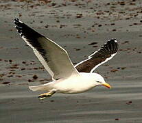 Kelp Gull