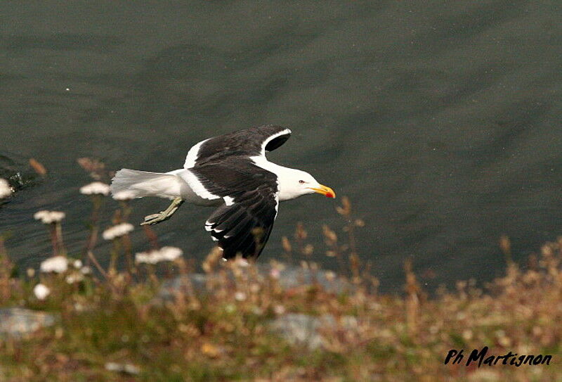 Kelp Gull