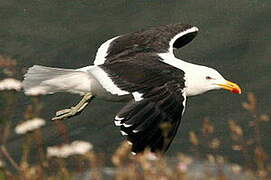 Kelp Gull