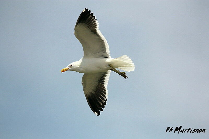 Kelp Gull