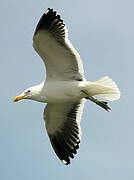 Kelp Gull