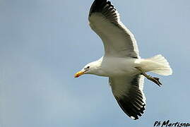 Kelp Gull