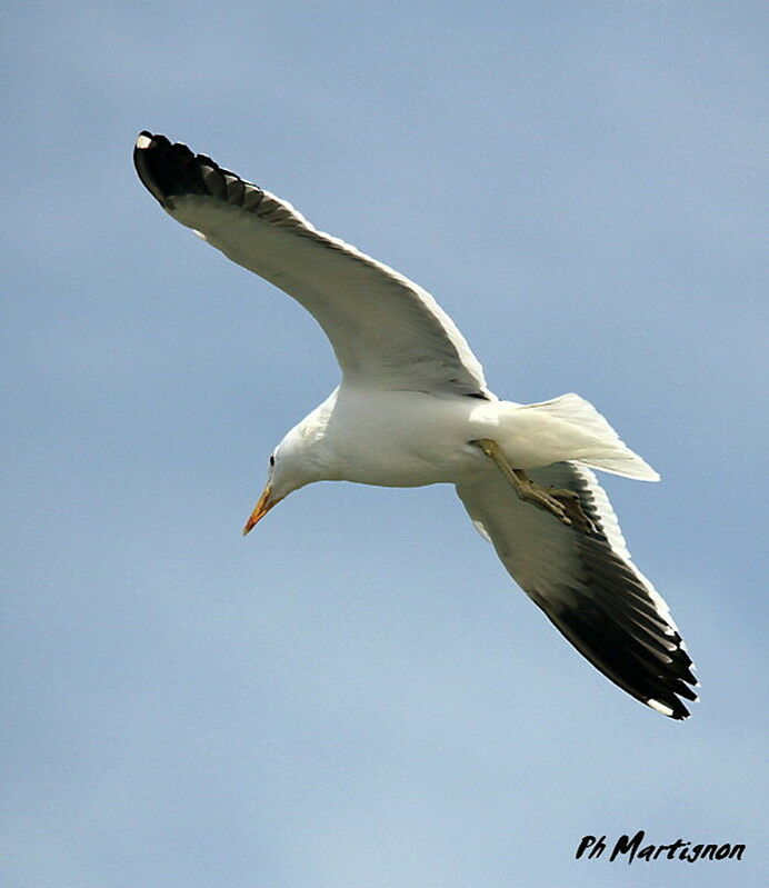 Goéland dominicain