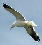 Kelp Gull