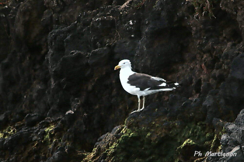 Kelp Gull, identification