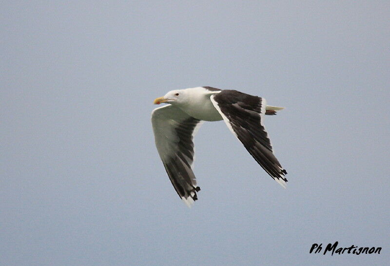 Great Black-backed Gull