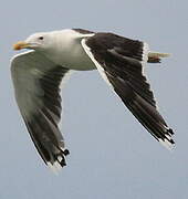 Great Black-backed Gull