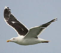 Great Black-backed Gull