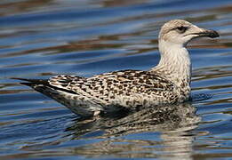 Great Black-backed Gull