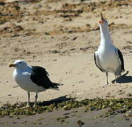 Great Black-backed Gull