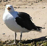 Great Black-backed Gull