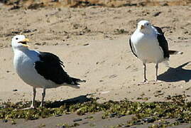 Great Black-backed Gull