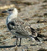 Great Black-backed Gull