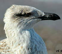 Great Black-backed Gull