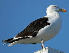 Great Black-backed Gull