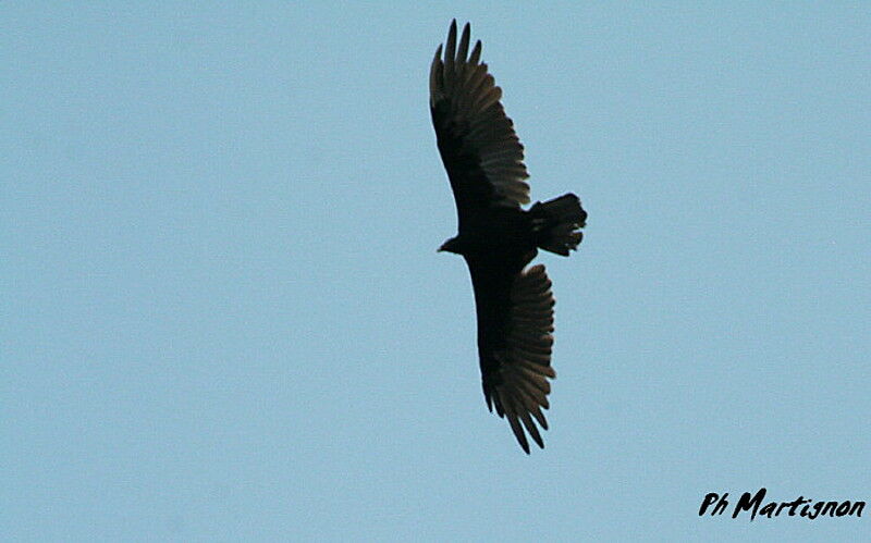 Northern Raven, Flight