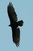 Northern Raven