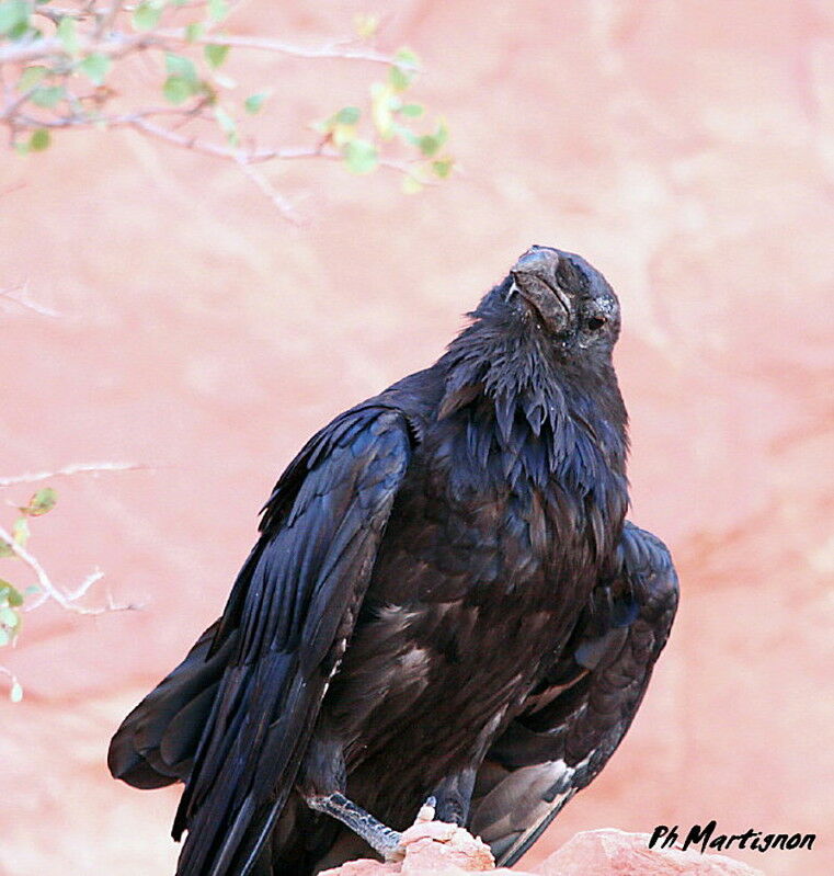 Northern Raven