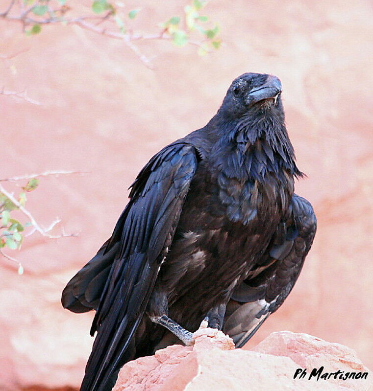 Northern Raven