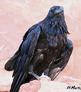 Northern Raven