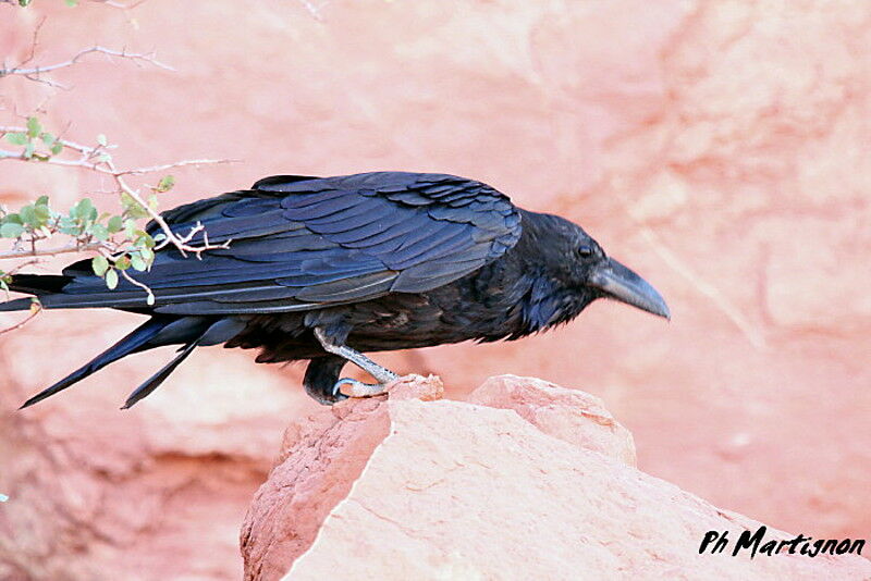 Northern Raven