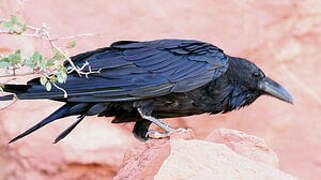 Northern Raven