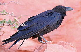 Northern Raven