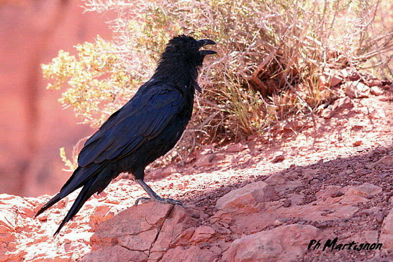 Northern Raven