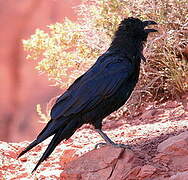 Northern Raven